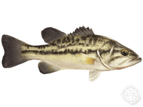 Spotted Bass